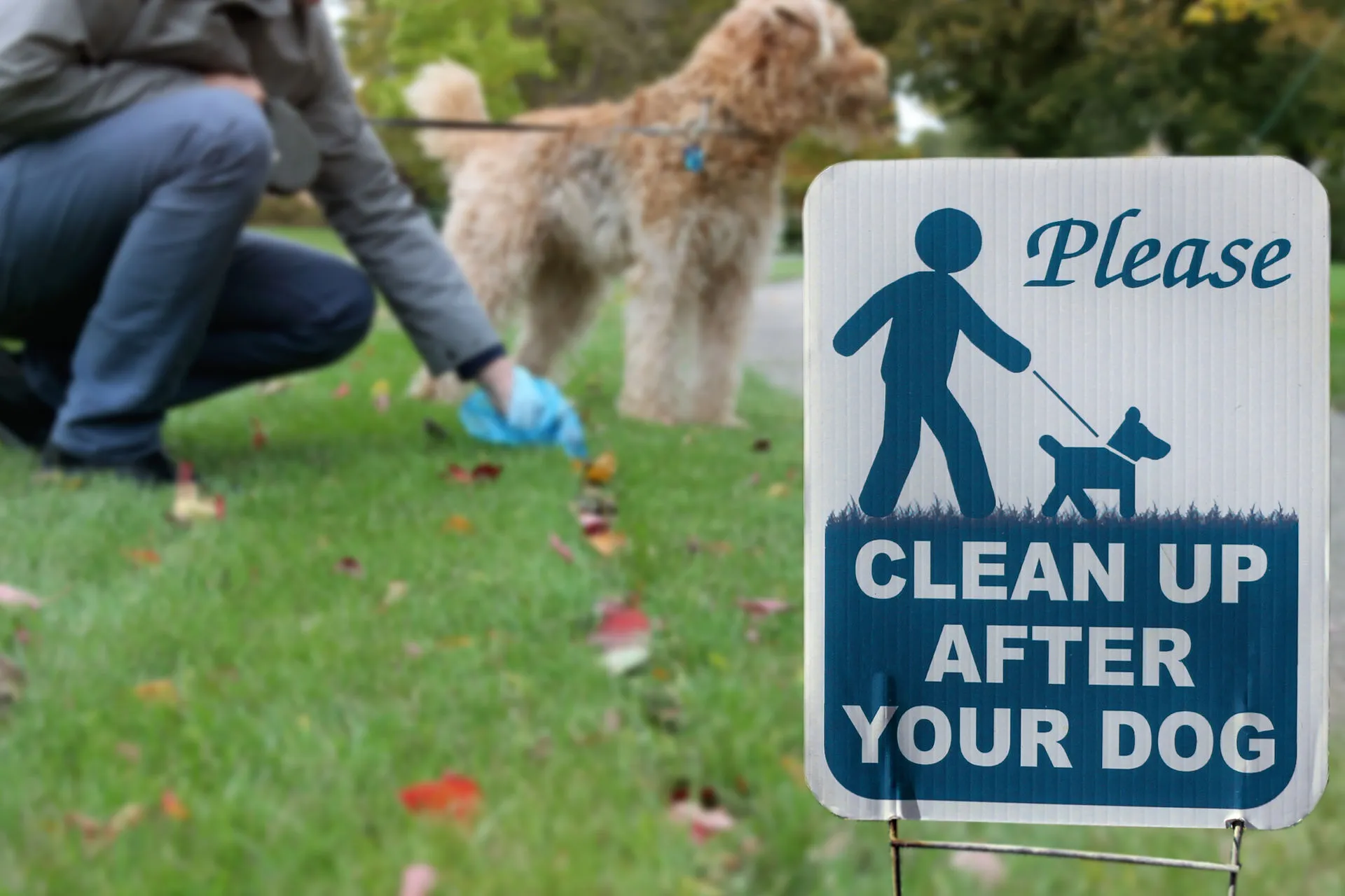 Im Park hebt eine Hunderhalterin den Kot ihres Hundes mit einer Kottüte auf, im Vordergrund eine Schild: "Please clean up after your dog"